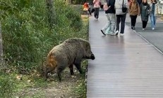 上海發(fā)生野豬攻擊人事件？假(上海動(dòng)物園野豬)