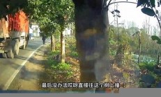 車主撞樹騙保身亡 保險詐騙的法律后果是什么(車撞樹怎么走保險流程)